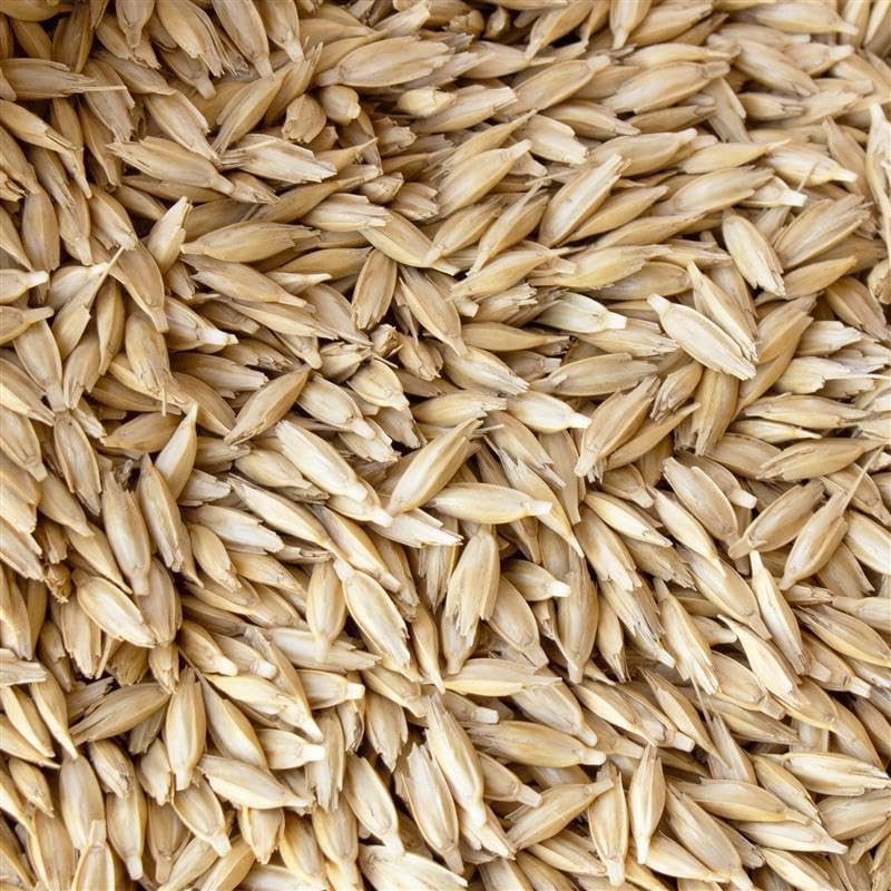 Unhulled Organic Einkorn Grain Seeds – Ancient Heirloom Wheat for Planting, Spro