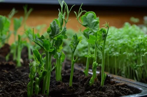 Austrian Winter Shelling Pea Seeds | Sweet English Peas Shoots Vegetable 2024