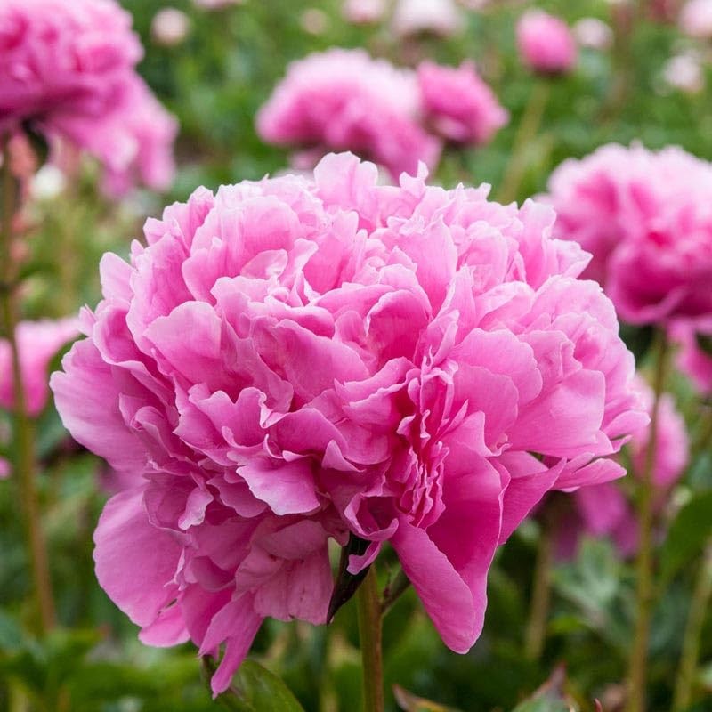 Peony Rose Pink Edulis Superba Peony – Double Pink Bare Root 3-5 Eyes…