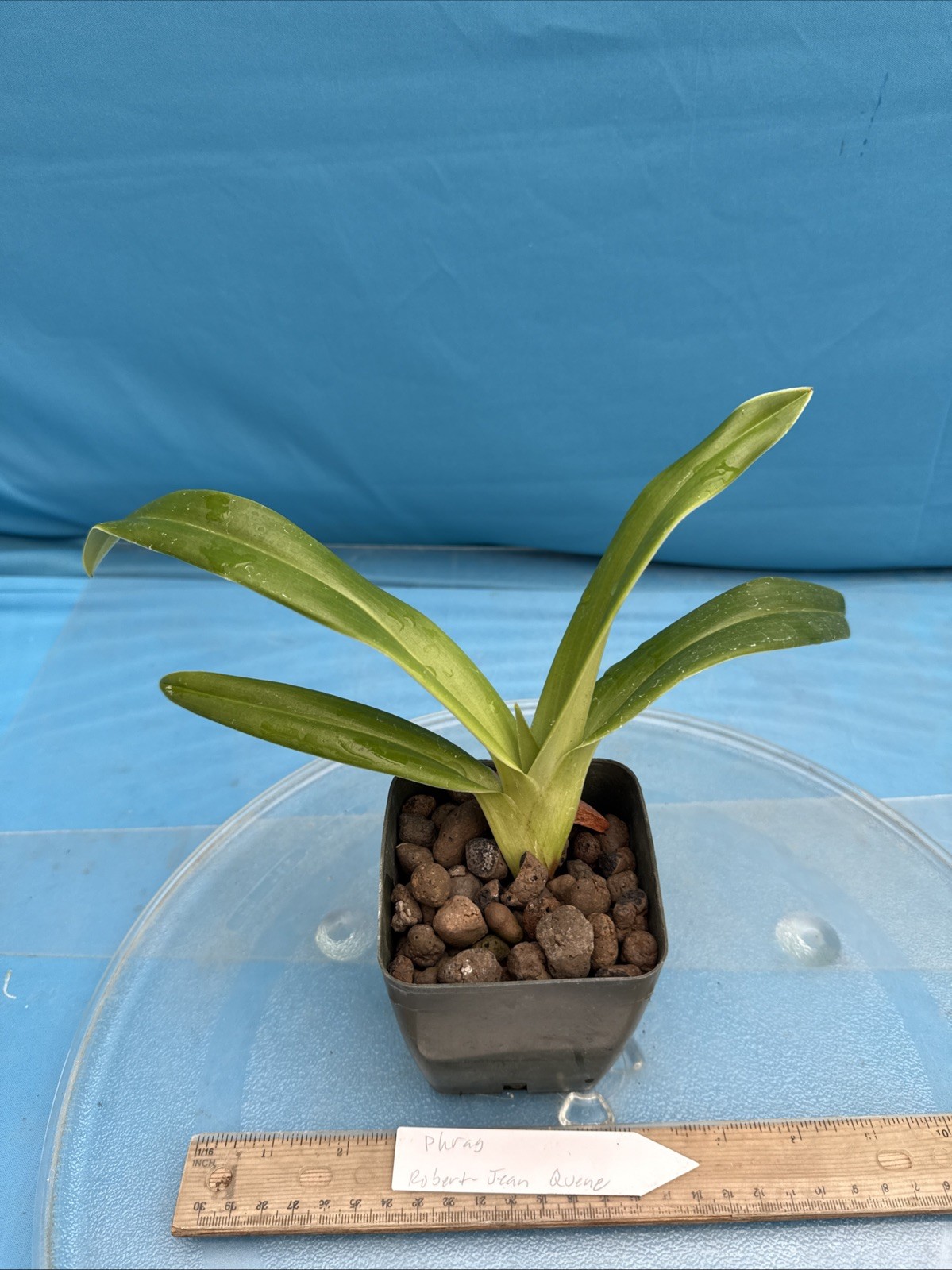 Phragmipedium Robert-Jean Quene Red Orange Pink Orchid Hybrid 4” Pot