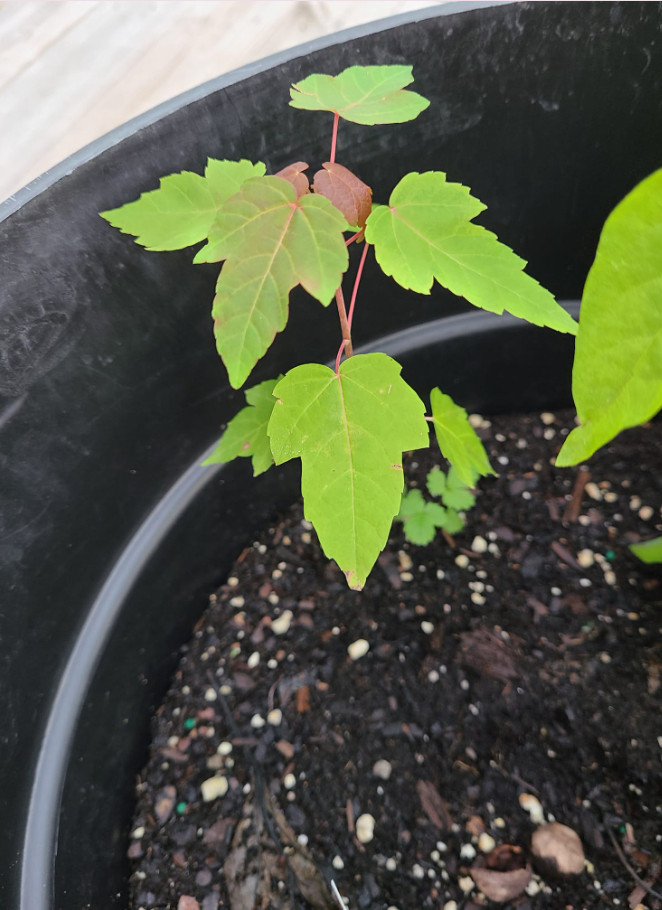 Live Red Maple Tree – Acer rubrum – 6–12” Tall – 4” Pot – Deciduous Shade Tree
