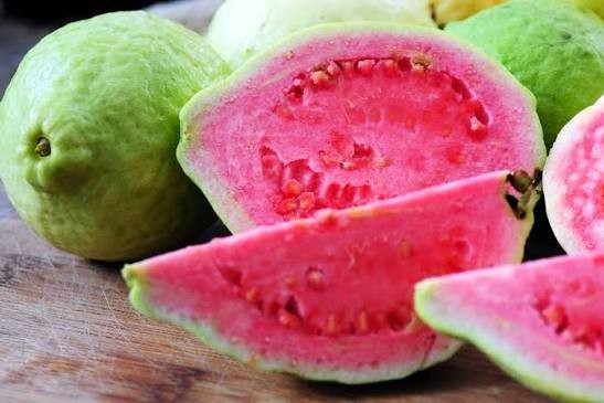 Pink Guava Tree 5”-10” Live Tropical Fruit Plant | Sweet Pink Flesh – Organic US