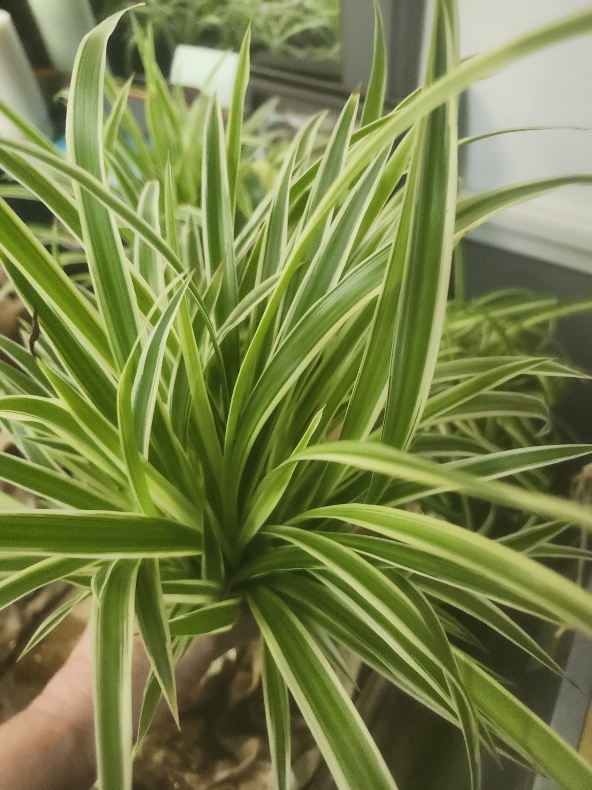 3 Rooted Variegated Spider Plants Live Plant Starters Air Purifying Houseplants