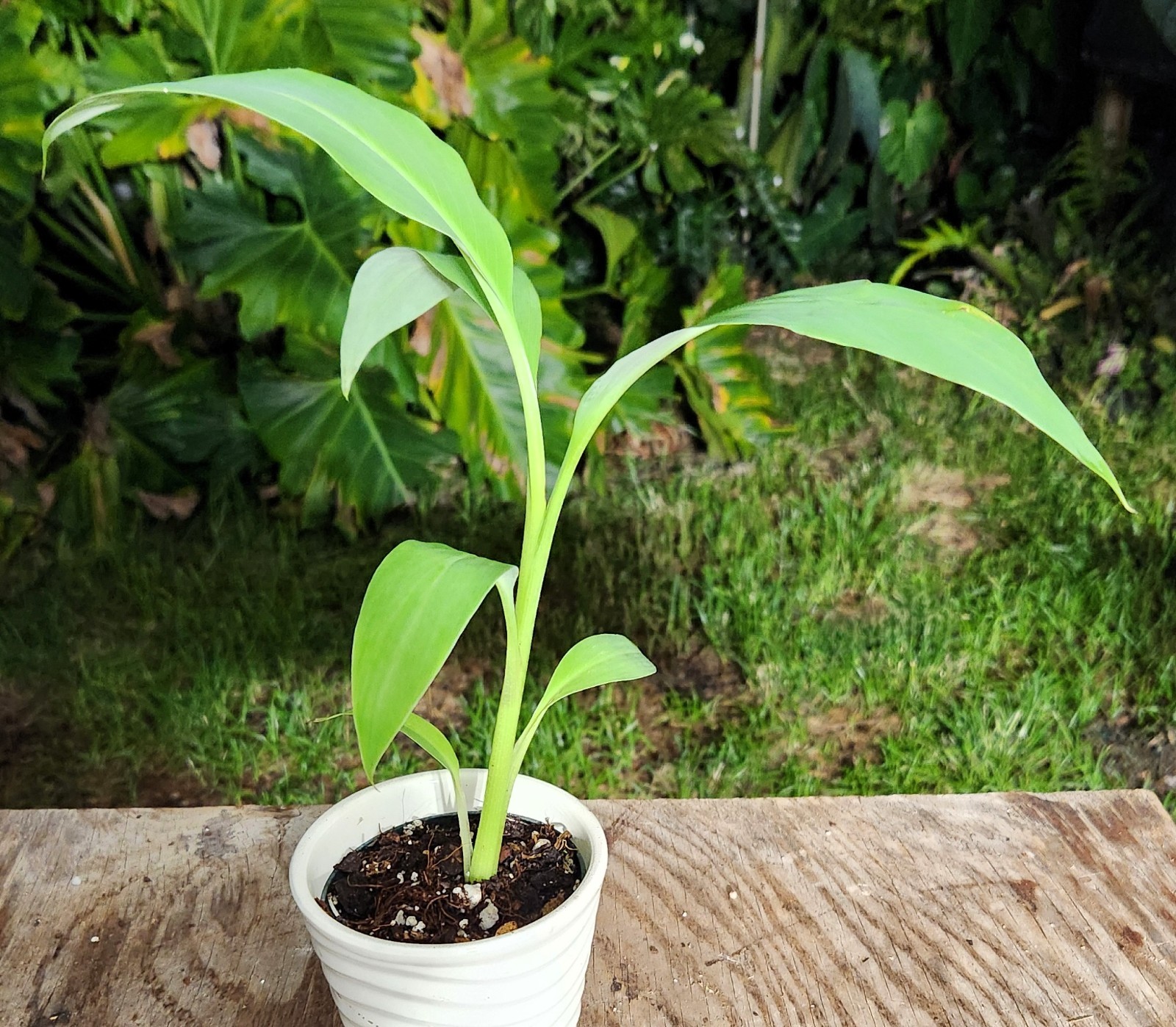 Musa Blue Java “Ice Cream” Banana Plant in 4″ Pot 11″ Tall 14″ Wide