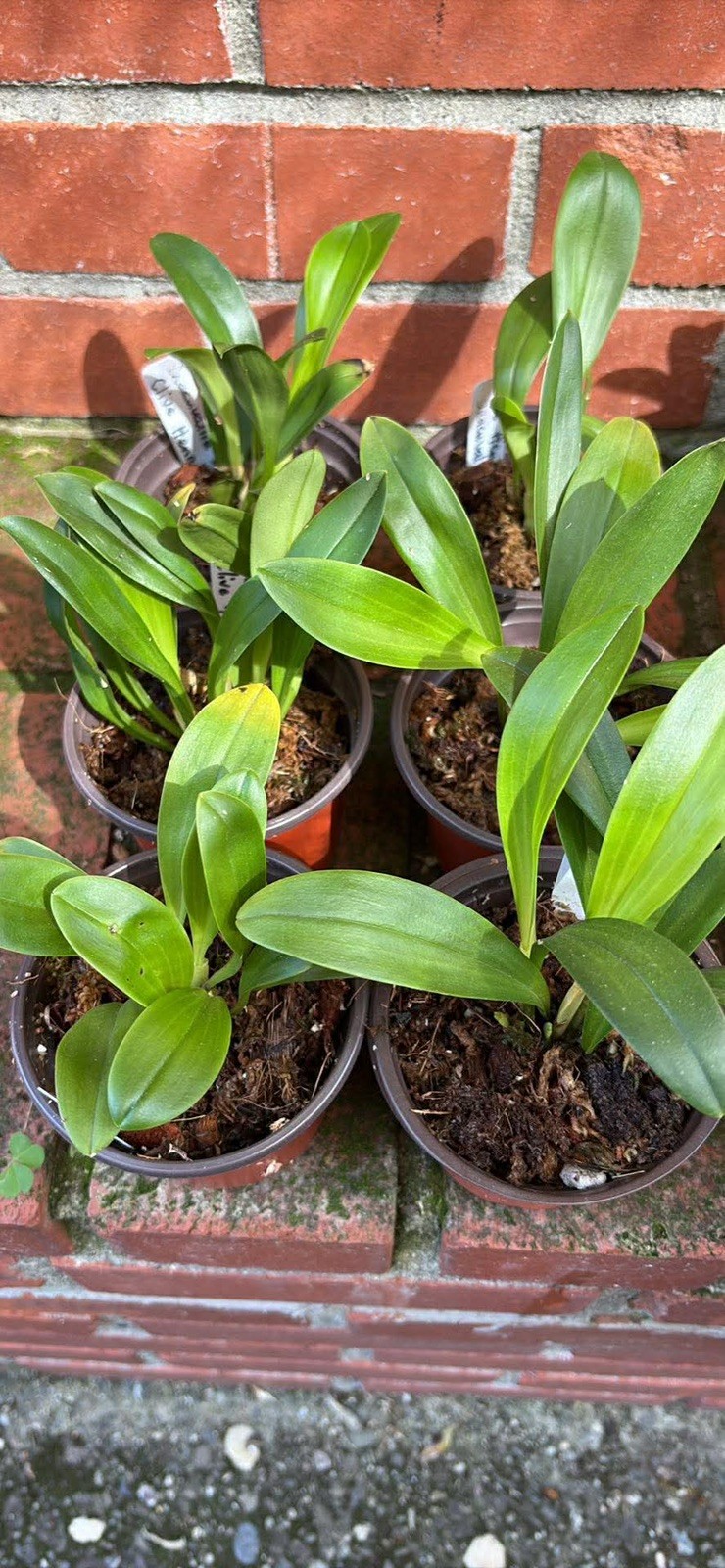Masdevallia orchid Ziegler’s love white