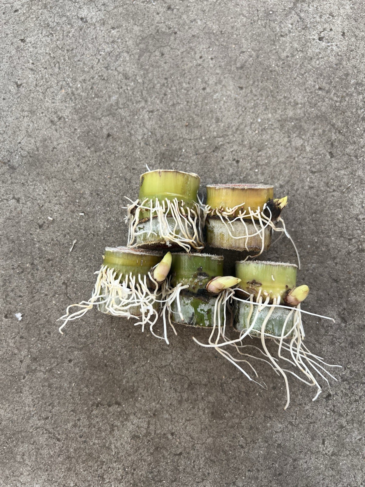 5pcs Rooted Sugarcane Cutting Sweet Juicy Ready To Plant