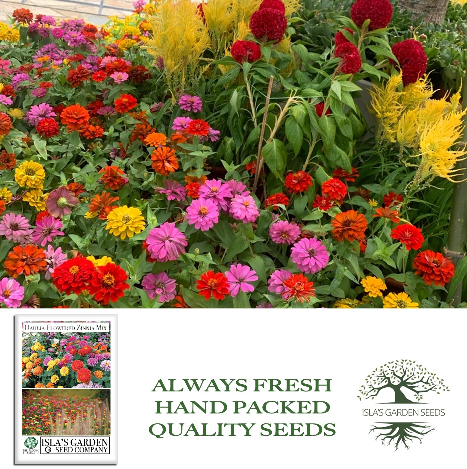 Dahlia Flowered Zinnia Mix Seeds (Zinnia Red, Pink, Yellow, White, Orange