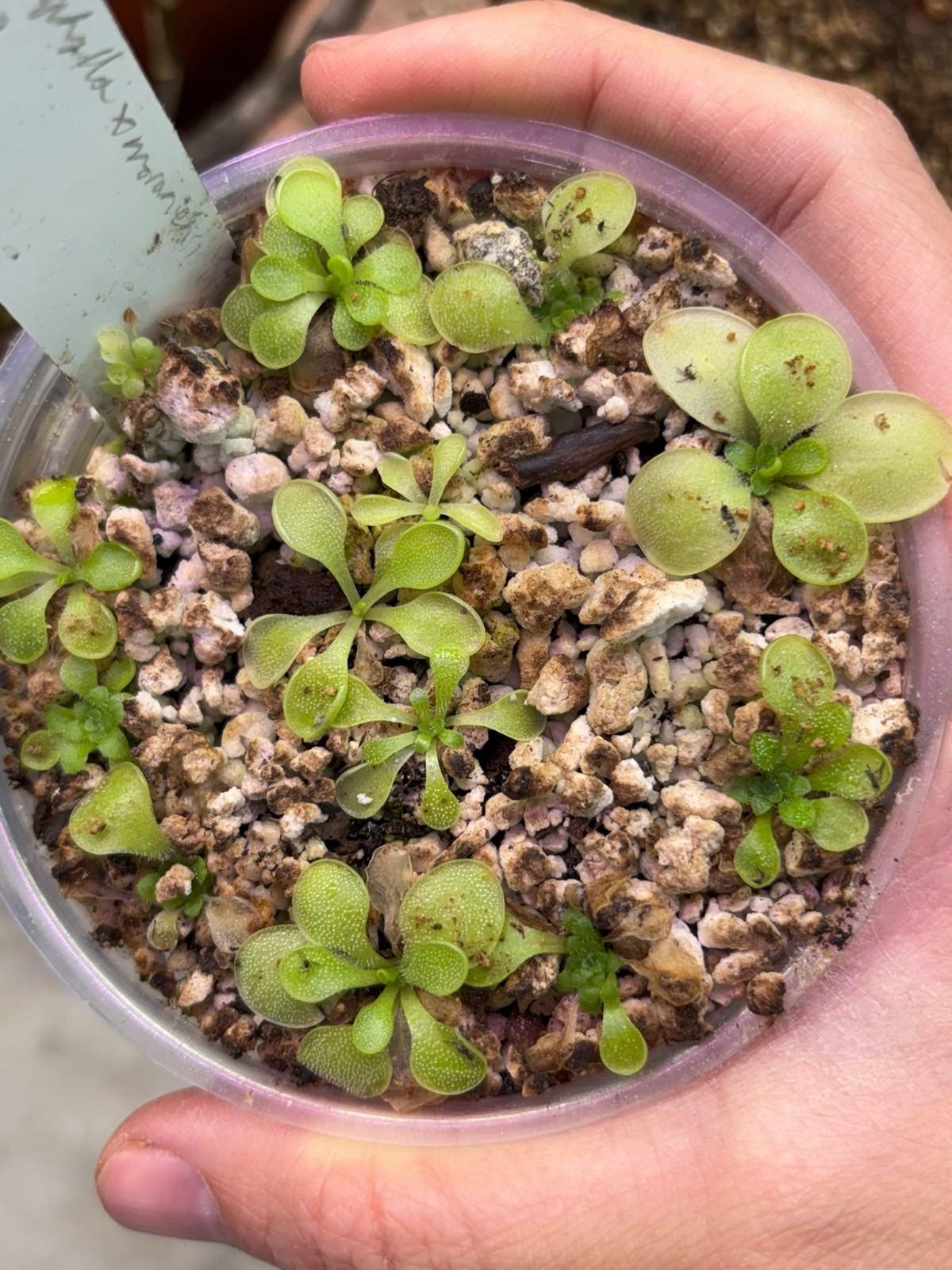 Pinguicula macrophylla x moranensis ‘Huahuapan’ SG, Carnivorous Butterwort Plant