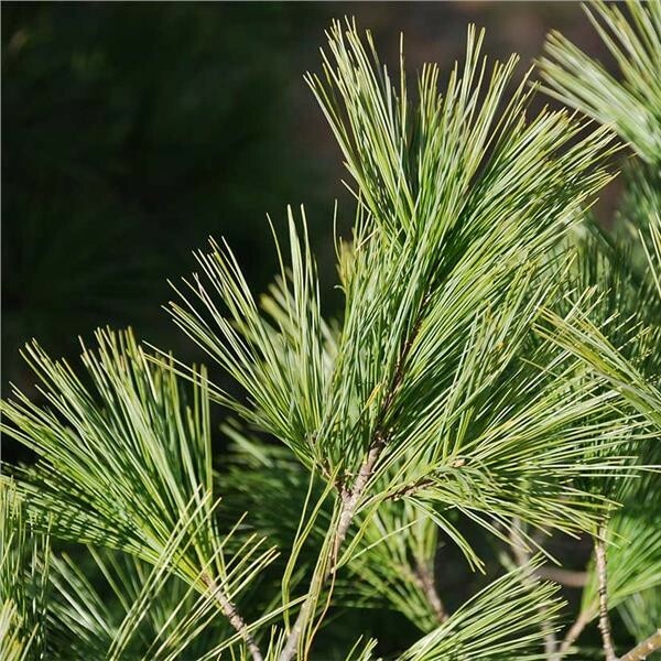 1 seedling of Eastern White Pine, to grow a large tree or bonsai, medicinal tea