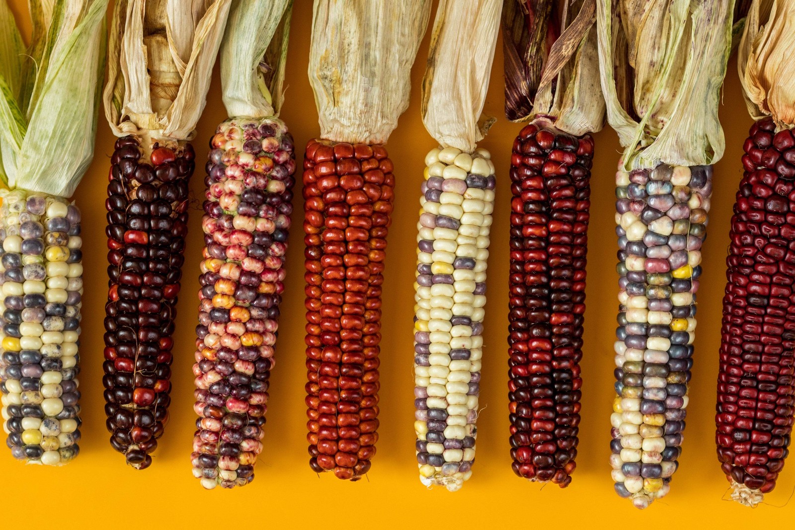 50 Miniature CUTIE POPS POPCORN Corn Multicolored Mini Mix Zea Mays Seeds
