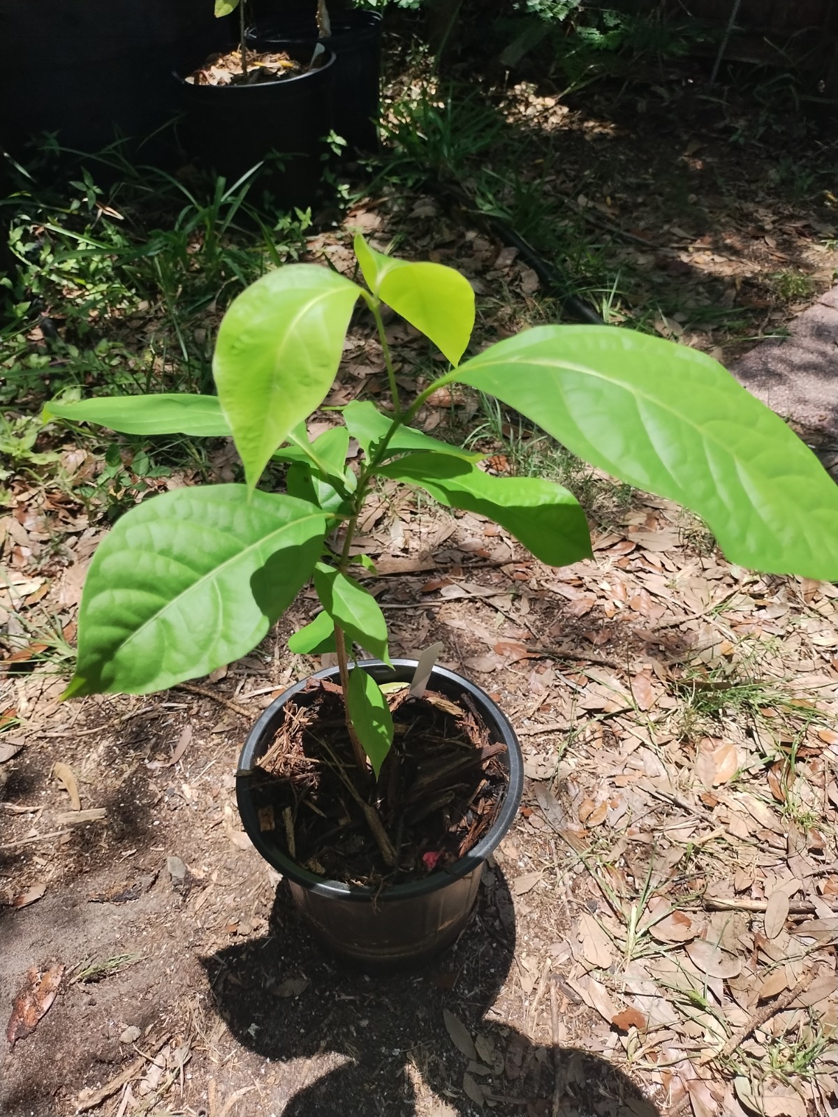 Rare South American Vine, Banisteriopsis C. Plant #2