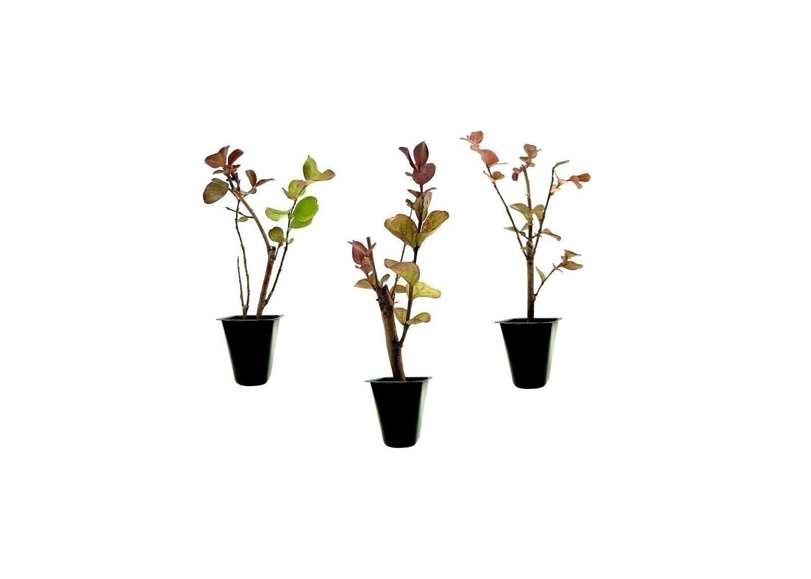 Crape Myrtle Dynamite Red | 2 Inch | Lagerstroemia indica | Flowering Tree