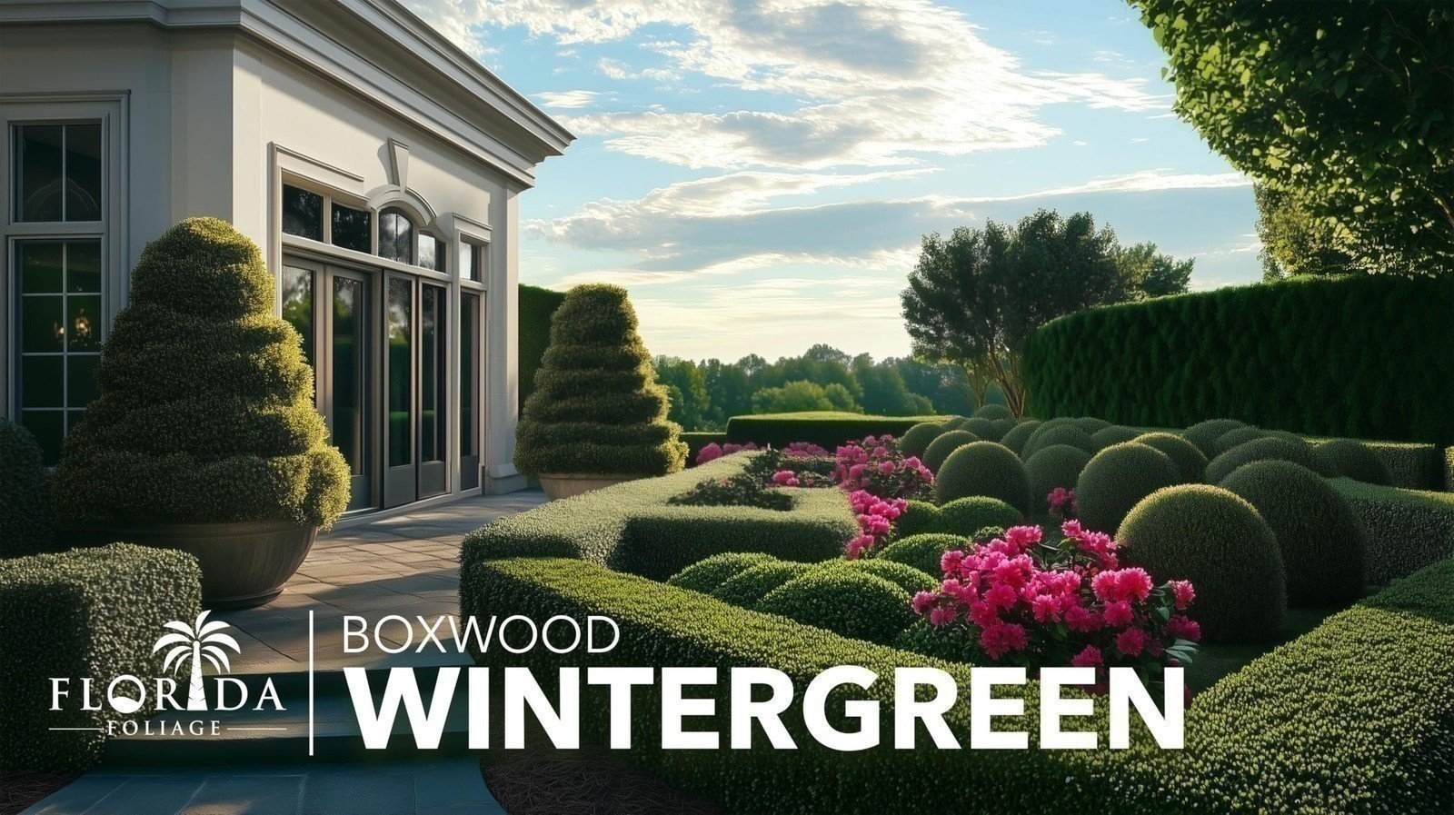 Winter Green Korean Boxwood – Live Plants – Buxus Microphylla – Fast Growing…