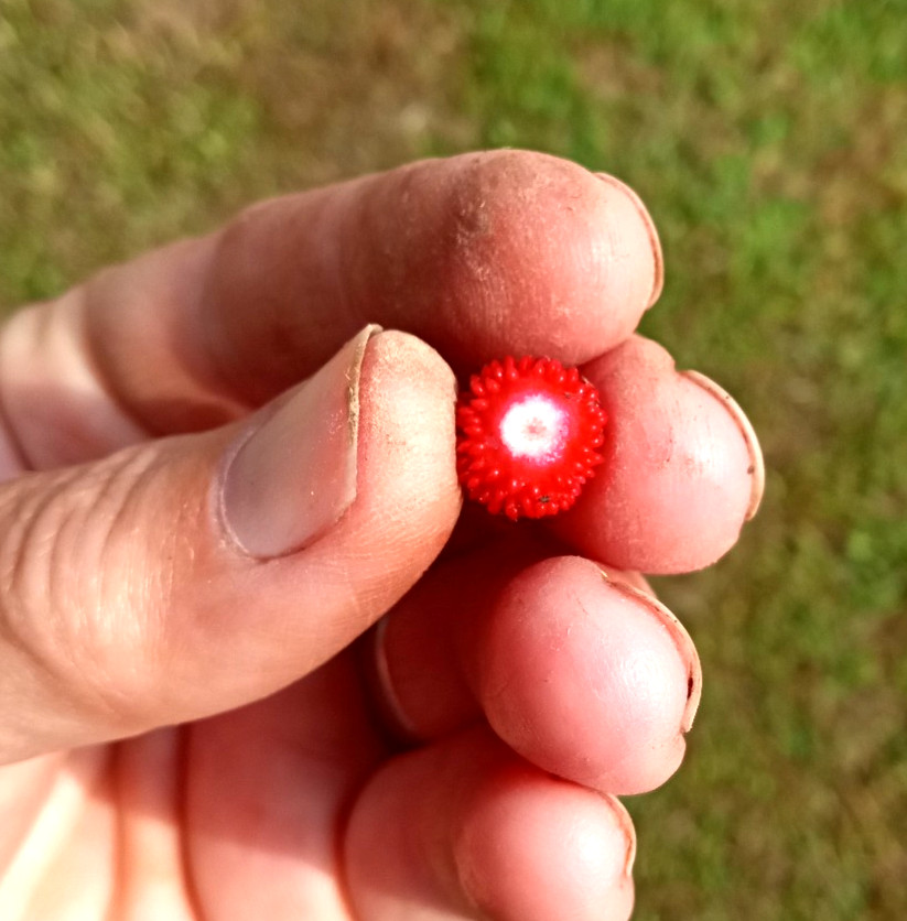 Wild Strawberry/Indian Strawberry ( Duchesnea indica) Ground Cover- 2 Plants