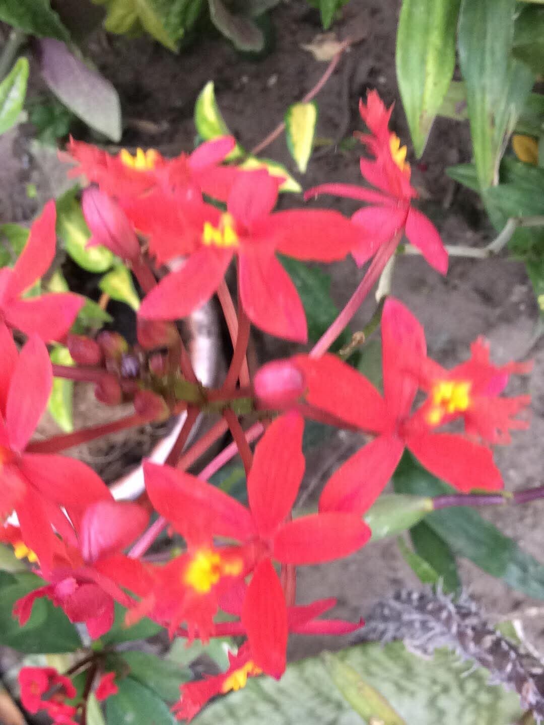Epidemdrum plants