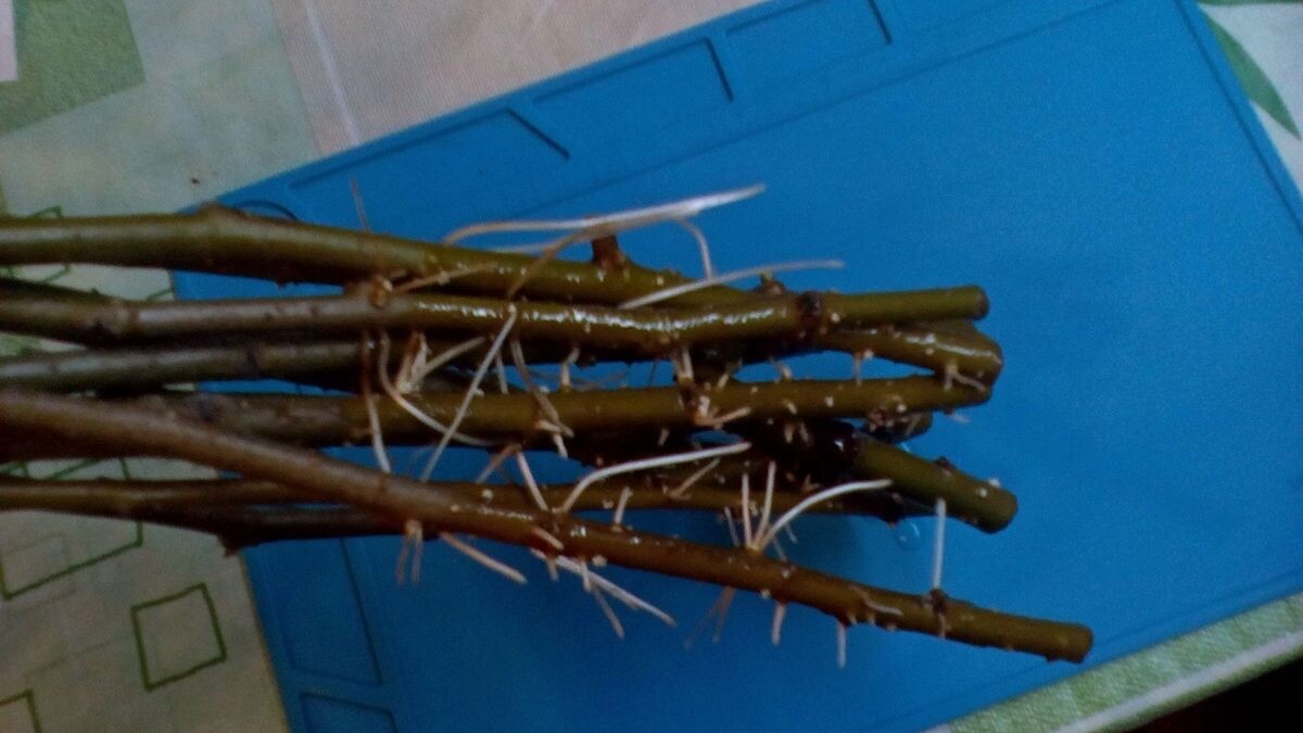 10 Fresh Pussy Willow cuttings unrooted easy to root