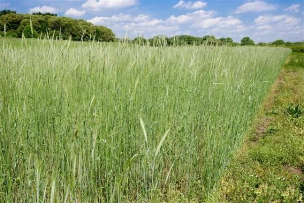 (On Backorder) Elbon Rye Grain Seed