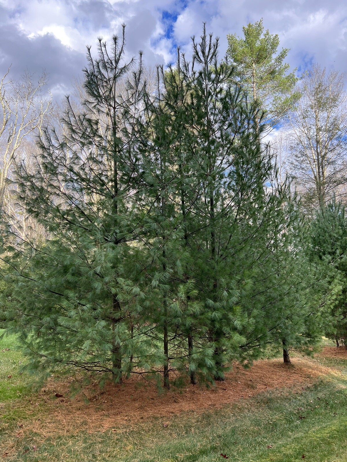 Eastern White Pine Tree Seedlings /Transplants 18″-24″; lot of 5 each; Bare Root