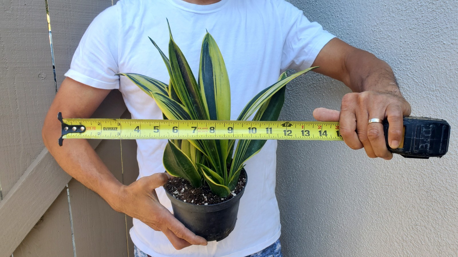 Sansevieria trifasciata Gold Flame Succulent