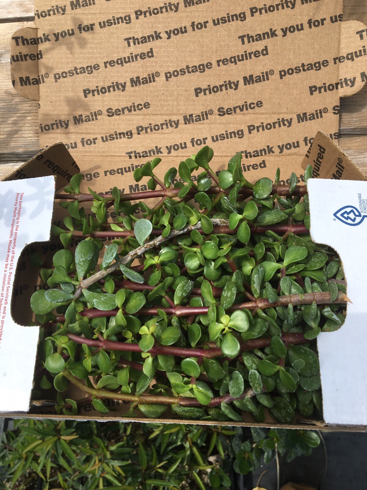3/4 lb Portulacaria Succulent Cuttings Dwarf Jade Bonsai (0.75 Pounds!)