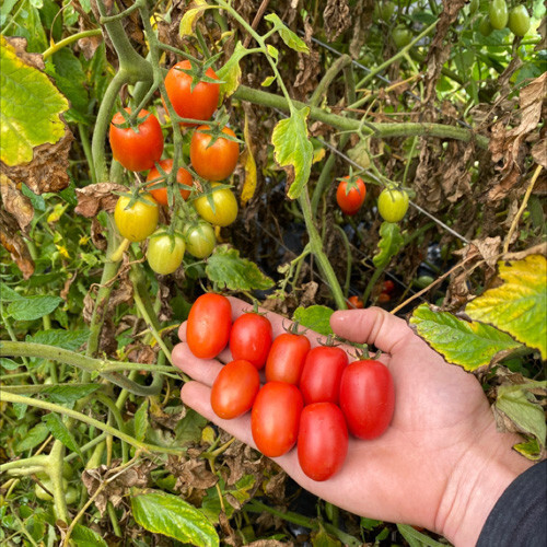 30 BABY ROMA TOMATO SEEDS ~ heirloomseedguy ~ 2026 ~ NON-GMO