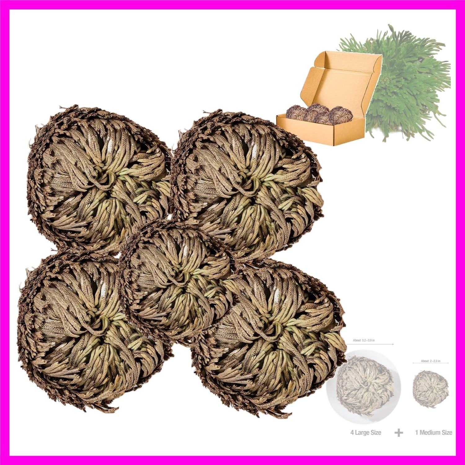 5 Pack Big 3.5″ Rose of Jericho Resurrection Plants, Flor de Jerico Dried Fl…