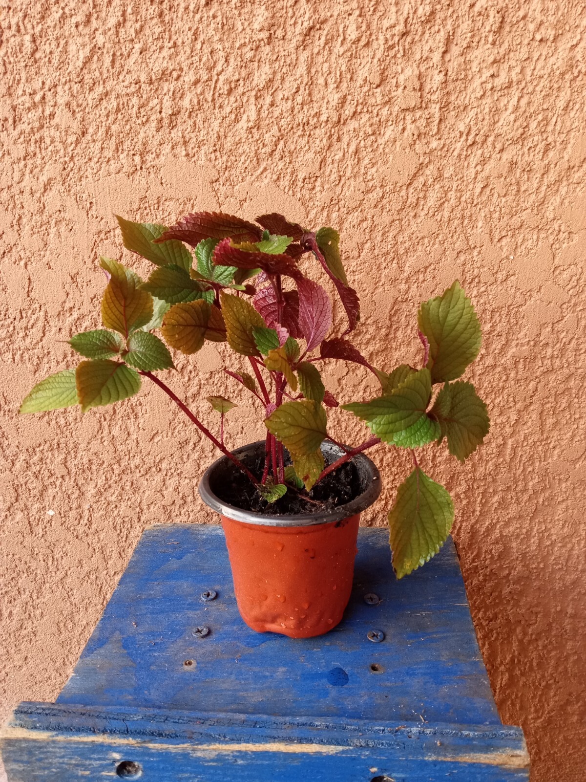 3 Plants Shiso Perilla Live in Pot Green Purple Beefsteak 6″-12″ starter