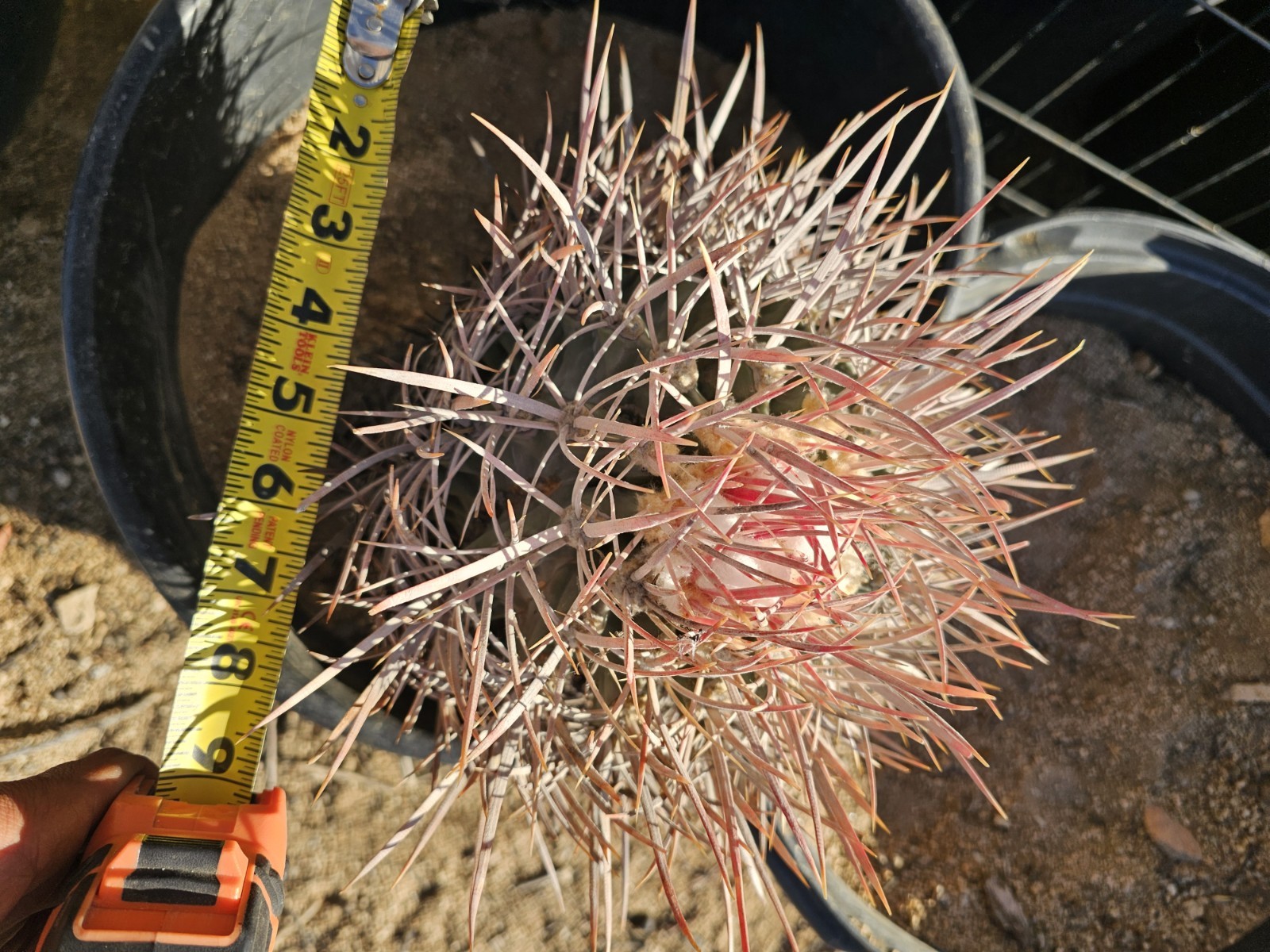 E. Polycephalus, 11″ Tall, 10″ Wide