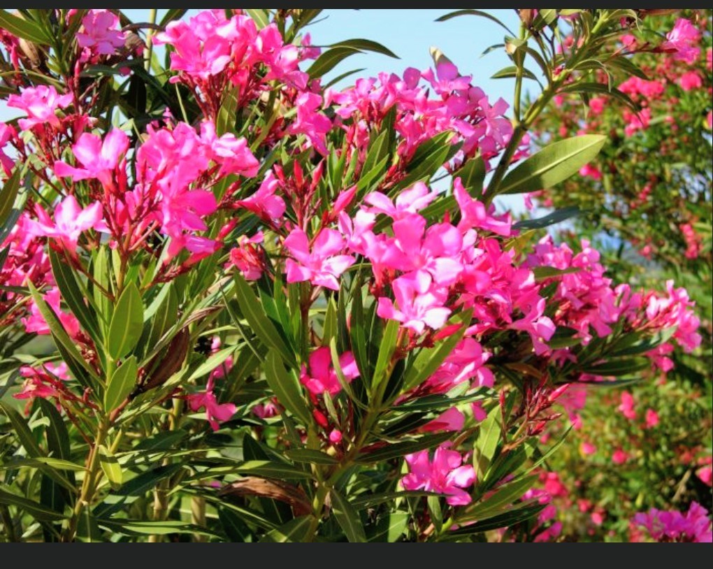 50 Hot Pink Oleander Seeds . Easy To Grow!!