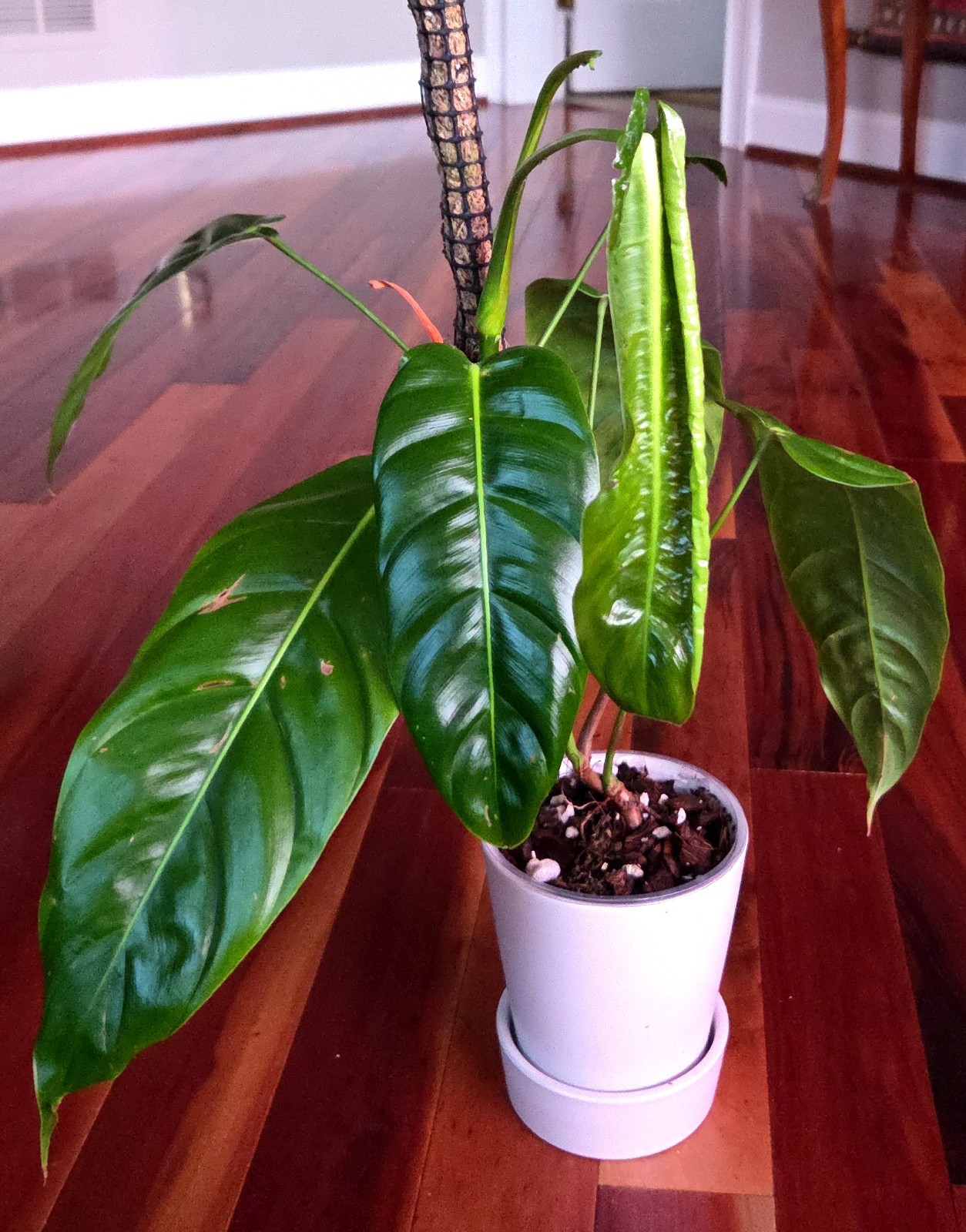 Rare Philodendron Patriciae X Esmeraldense Narrow 22″ Tall No Anthurium Monstera