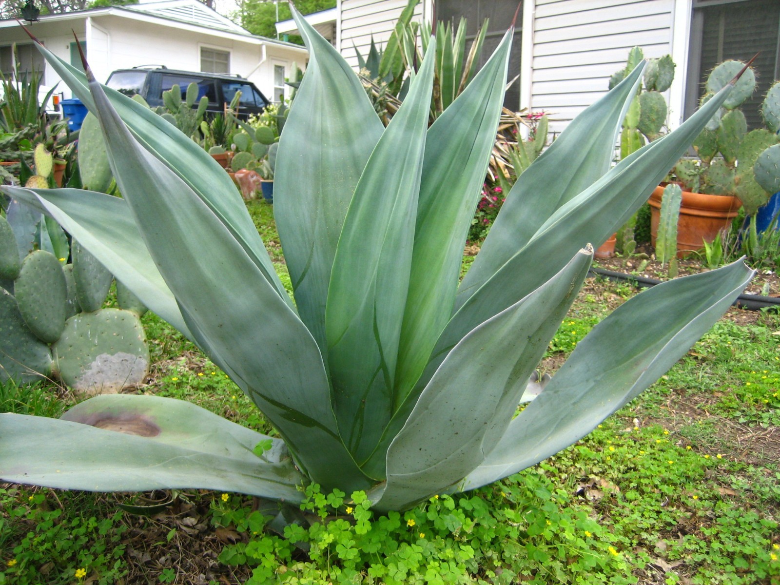 Beautiful Agave weberi blue/green spineless rigid leaves 1 pup