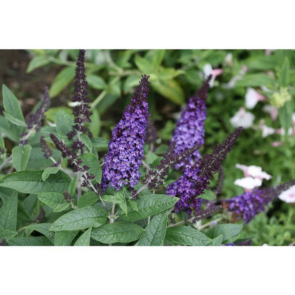 Pugster Blue Butterfly Bush Live Shrub 4.5 Qt Blue Flowers Drought Resistant