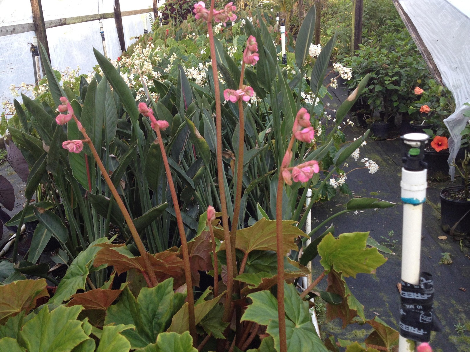 BEGONIA HERCULES heracleifolia Shade Garden Live Plant Huge Leaf Pink Flower