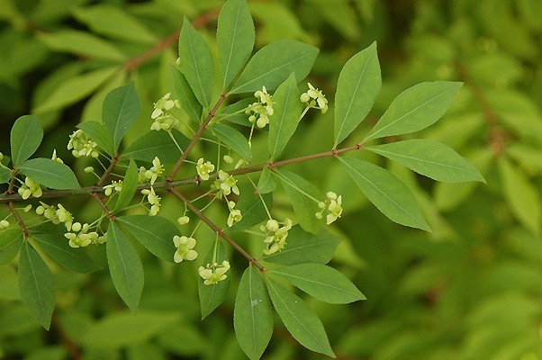 Dwarf Burning Bush Hardy Shrub (Euonymus alatus) 1 plant 4″ pot
