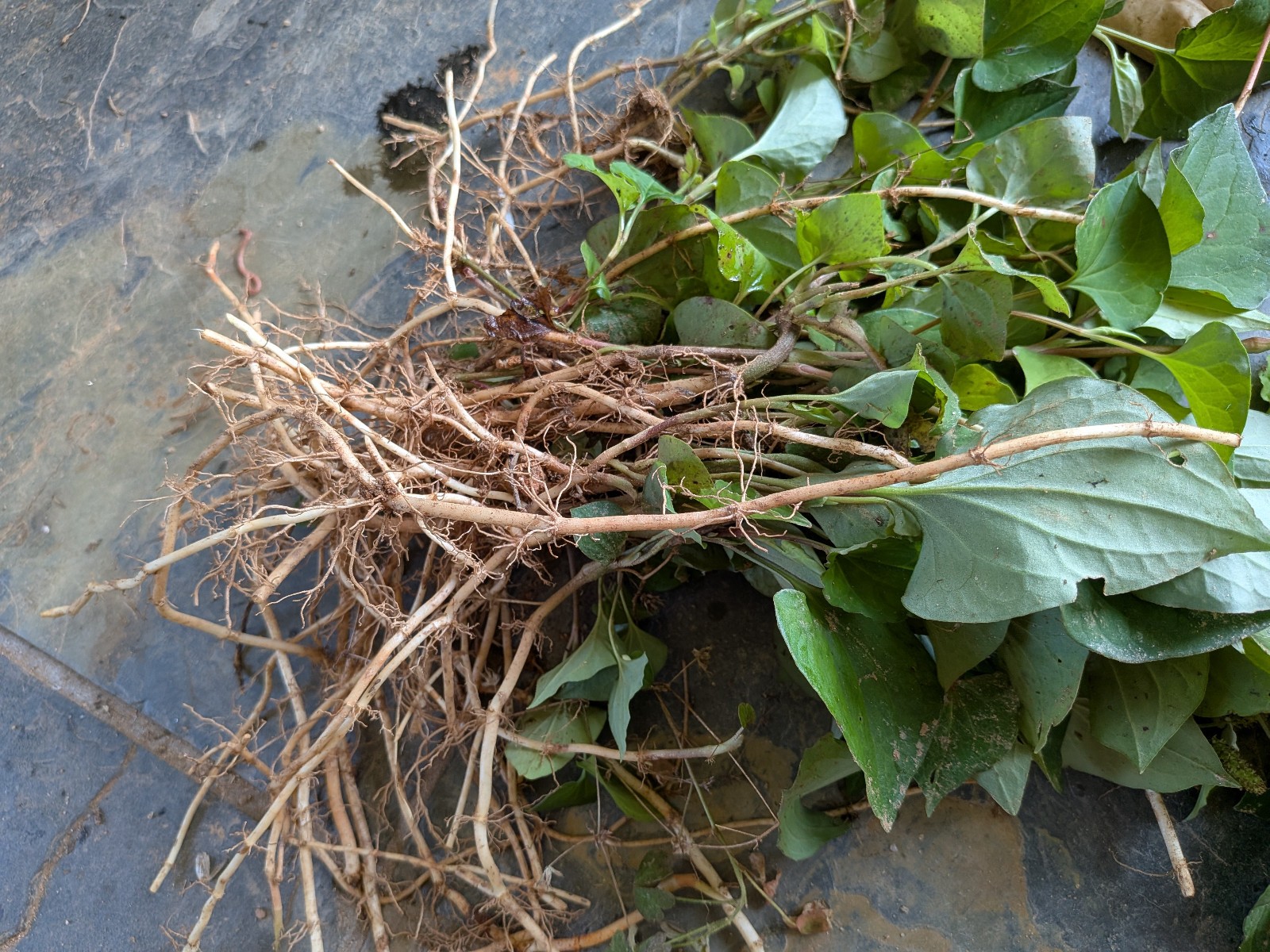 Lot of 25 Bare Roots Perennials Fish Mint Houttuynia Cordata Asian Herbs Diếp Cá