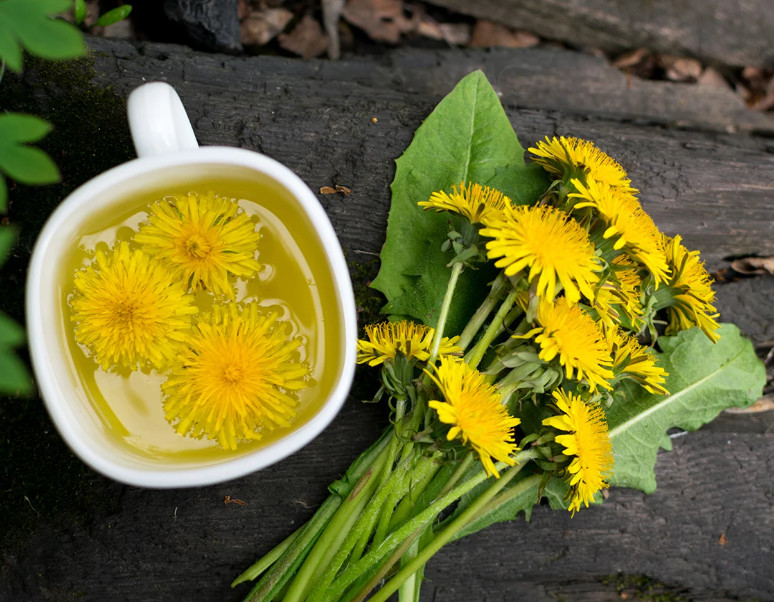 Dandelion Live Plant – 4″ Pot – Edible Medicinal Herb for Garden & Containers