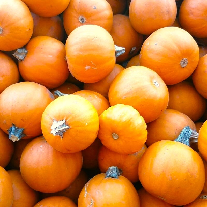 Wee-B-Little Pumpkin Seeds | Mini Orange Untreated Round Bush Pumpkins Seed 2024