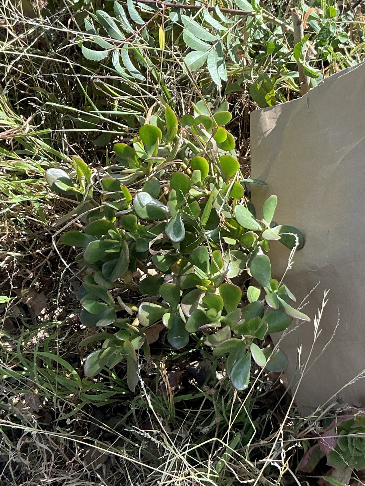 healthy jade plant with roots, Around 16” To 17” tall, rooted