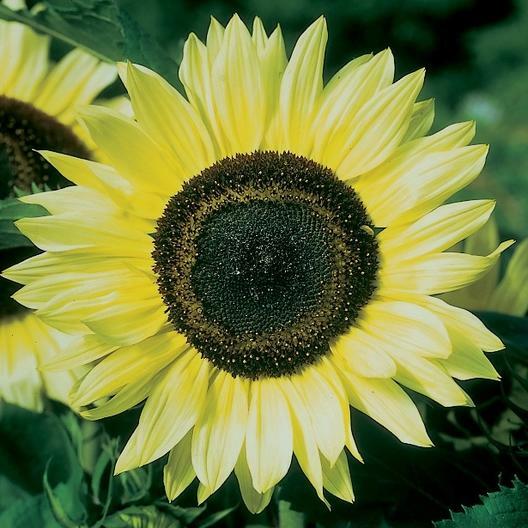 100 Lemon Queen Sunflower Seeds for Planting