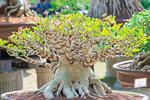 Mixed Color Desert Rose Seeds to Grow | 10 Pack | Adenium Obesum,