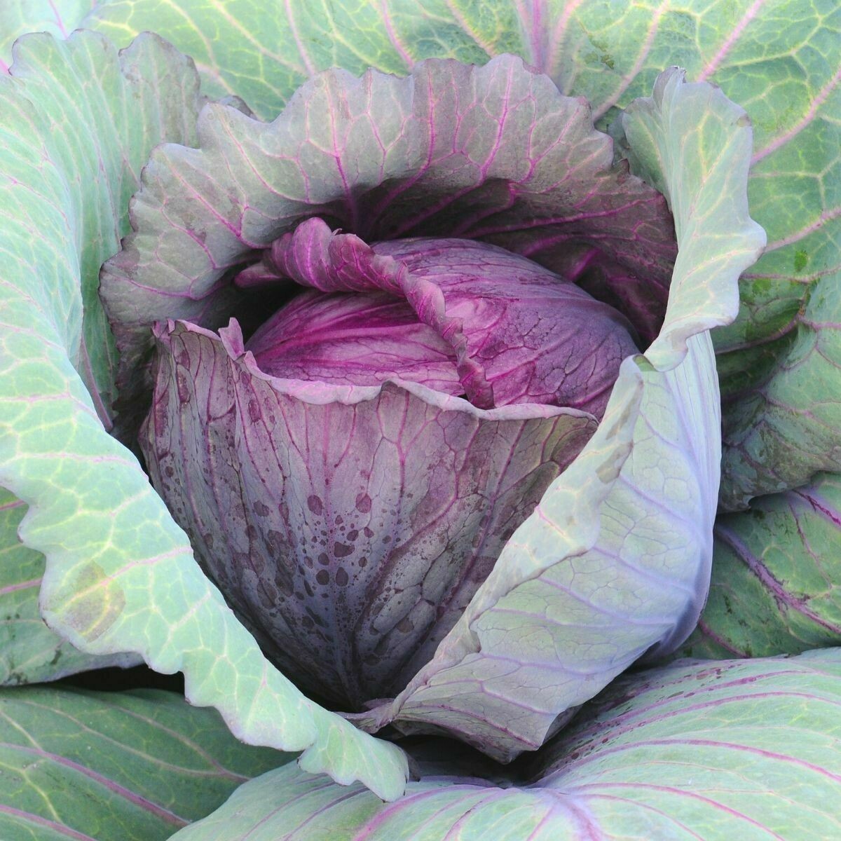 401+RED ACRE Cabbage Seeds Heirloom Spring Fall Vegetable Garden Patio Container