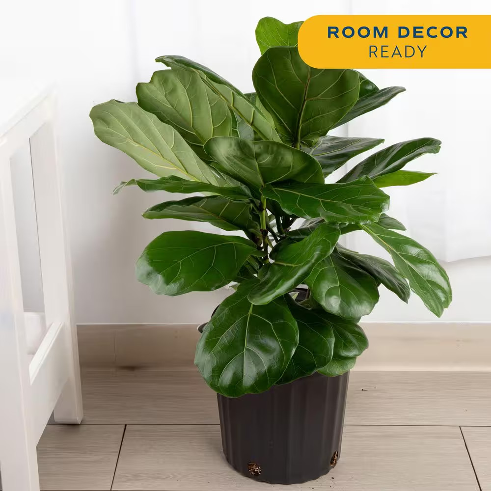 Fiddle Leaf Fig Indoor Plant in 8.75 In. Black Grower Pot, Avg. Shipping Height