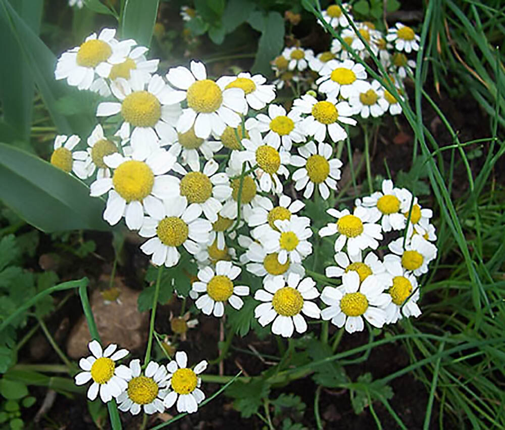 German Chamomile – Matricaria chamomile