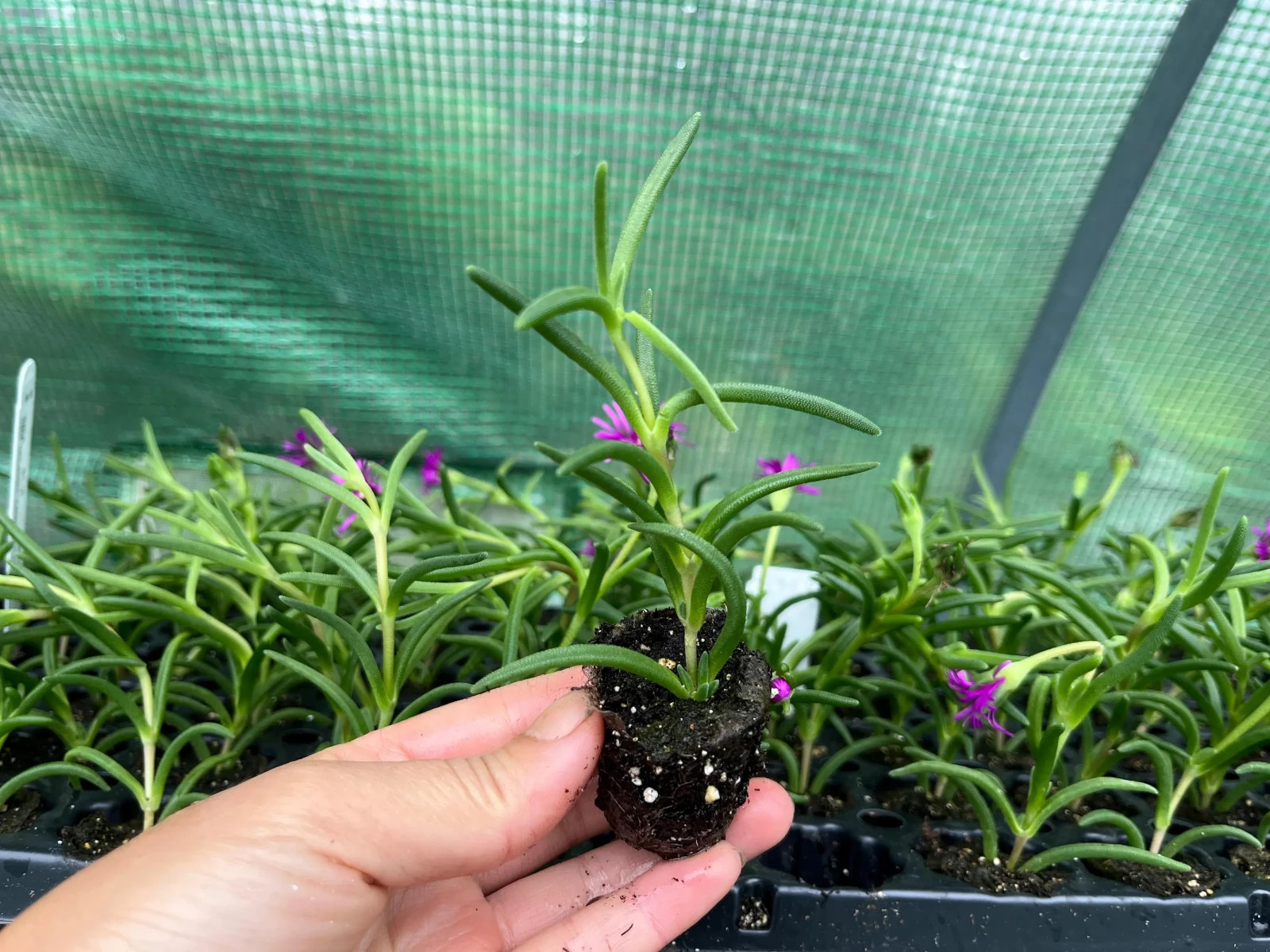 Hardy Ice Plant, Delosperma Cooperi Vibrant Ground Cover | Rare Succulents