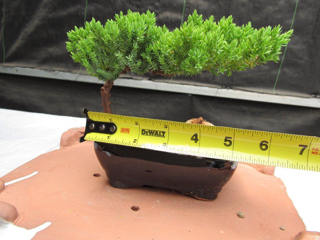 Juniper Bonsai Tree – Small