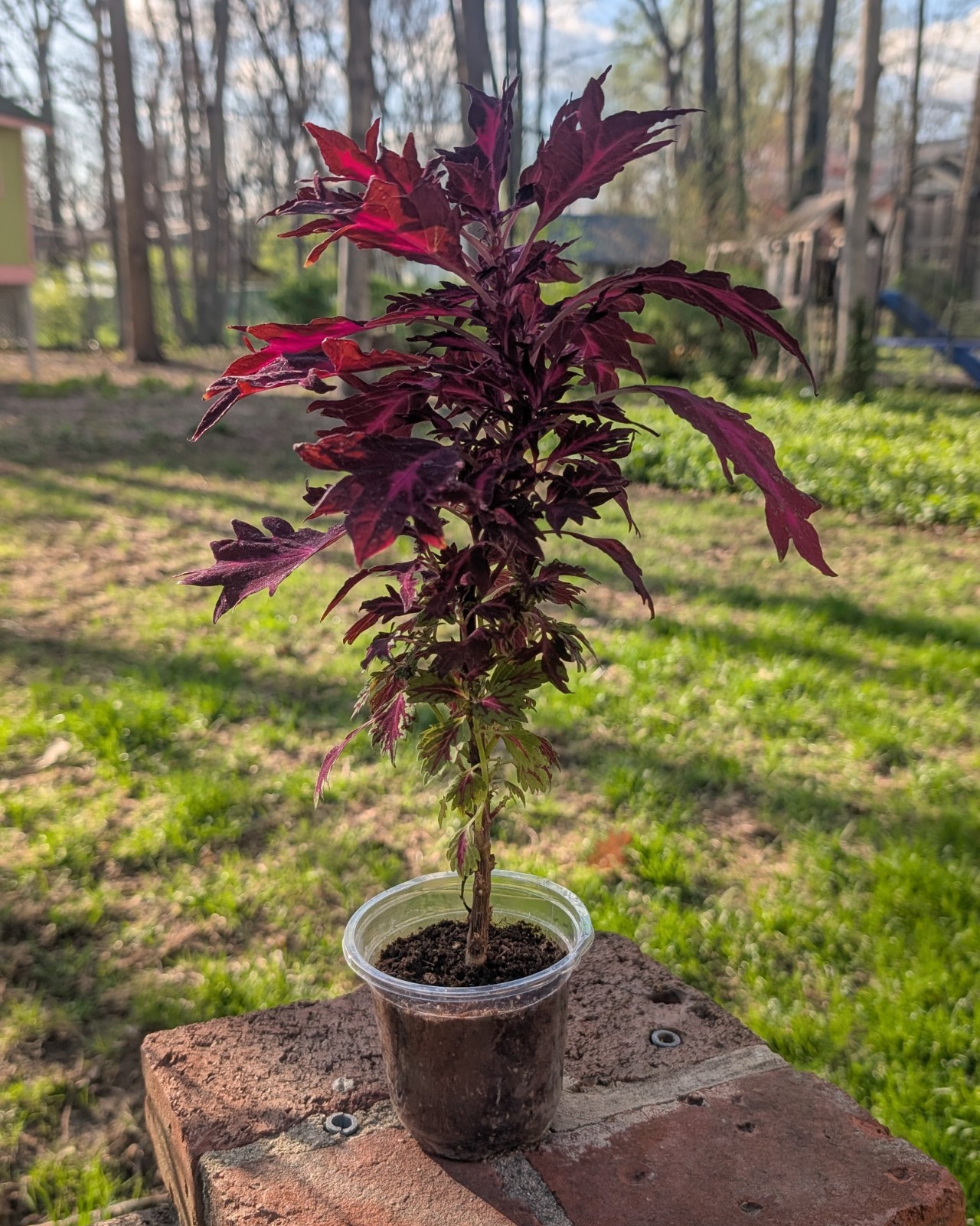 Seed-Grown Coleus — Deep Burgundy with Magenta Veining