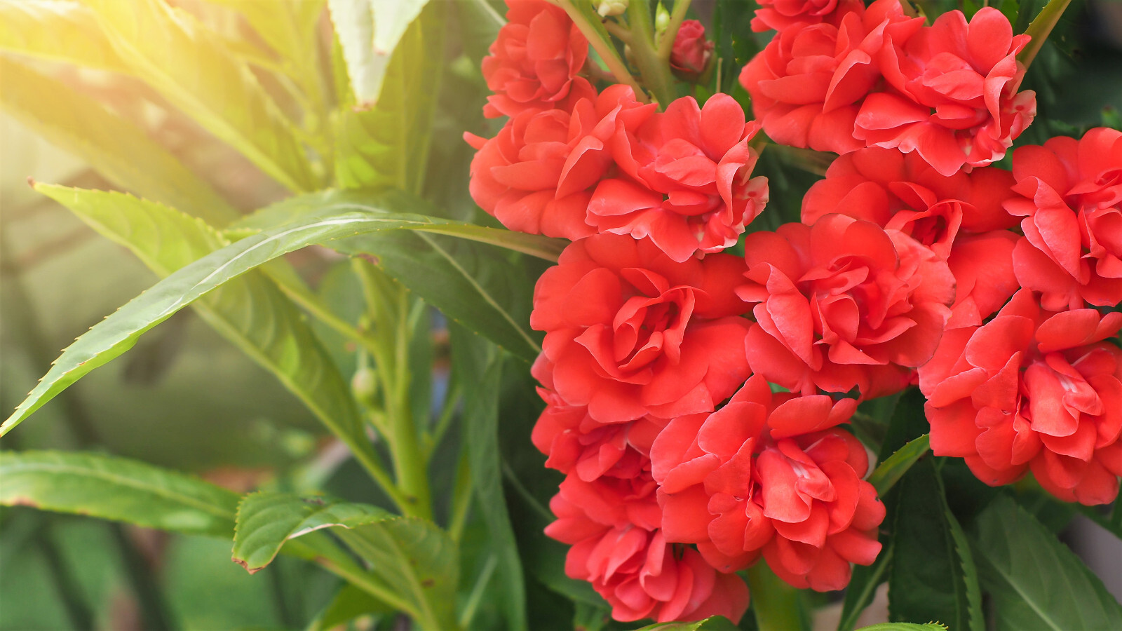 100 Mixed Dwarf TOM THUMB IMPATIENS Balsamina Sun or Shade Purple Flower Seeds