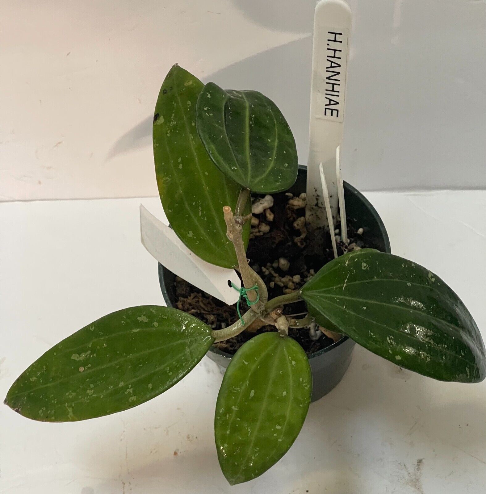UNIQUE HOYA HANHIAE PINK #111 4″ well established, mature