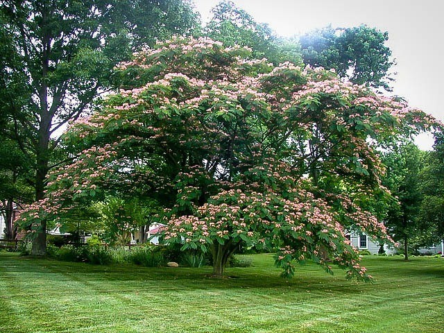 6″ to 12″ tall Mimosa tree in small pot – to grow (1) a large tree or (2) bonsai