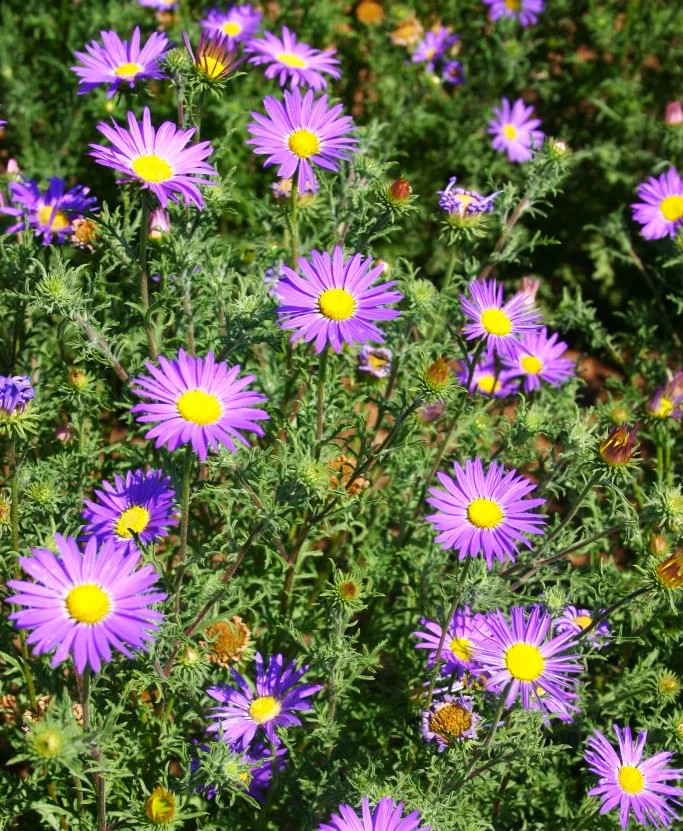 Tahoka Daisy Seeds | Purple Prairie Tansy Leaf Aster Wildflower Flower Seed 2025
